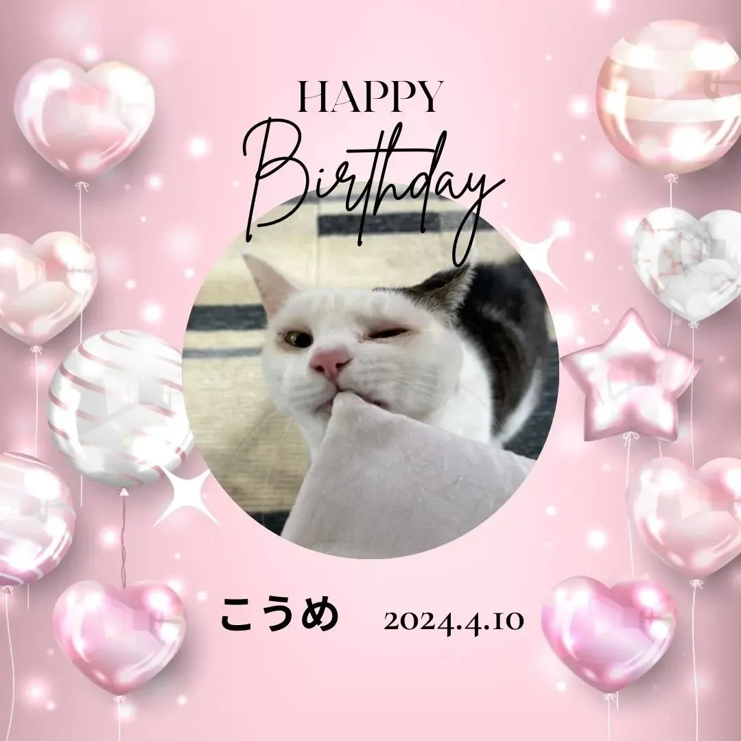 😻社長の愛猫③😻