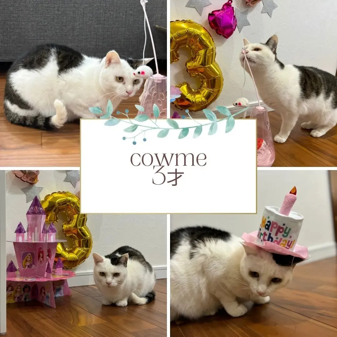 😻社長の愛猫③😻