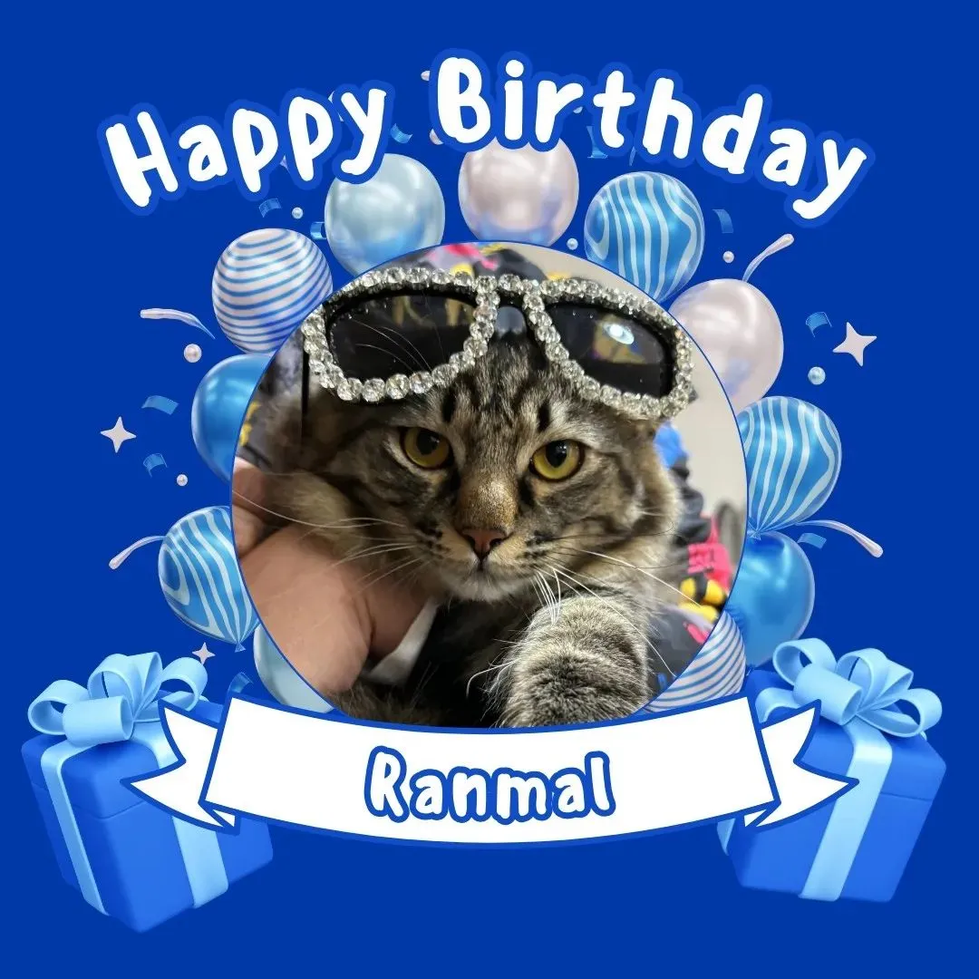 😺社長の愛猫④😺