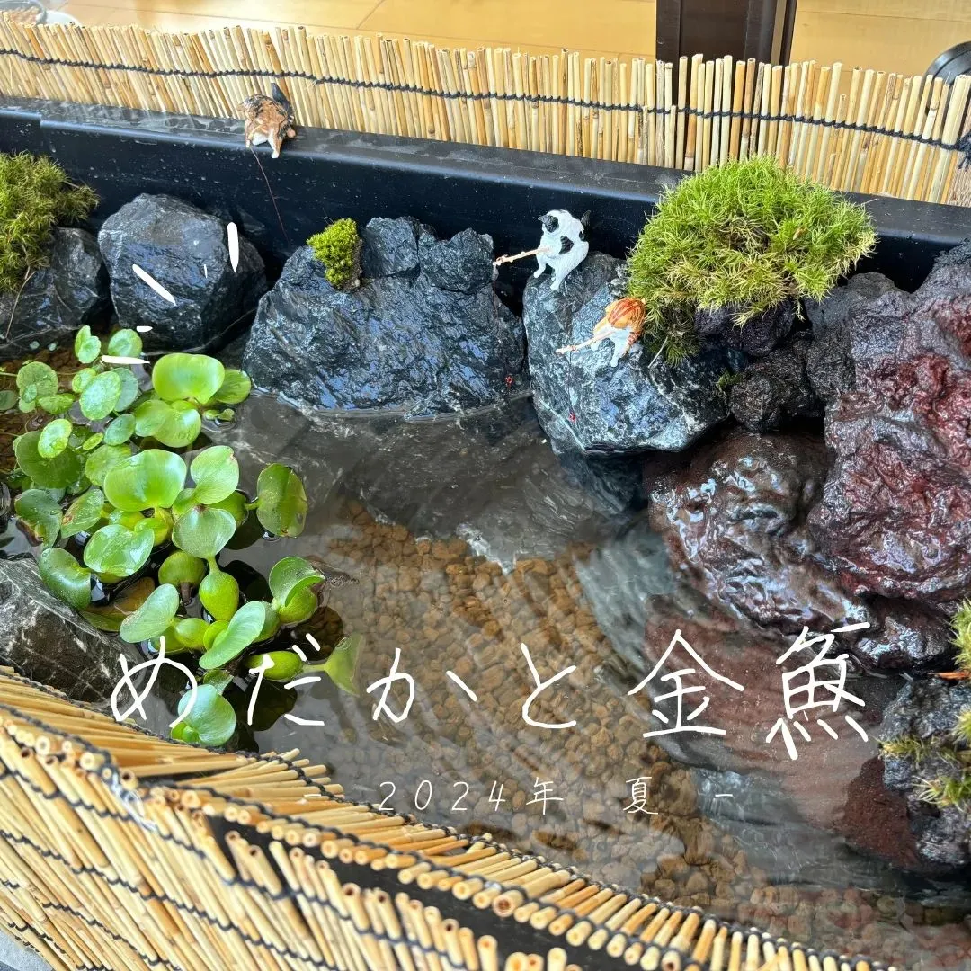 ネクストホームの軒先ビオトープを始めました🌻